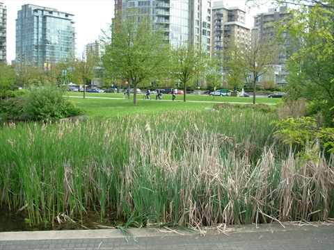 Coal Harbour park, Vancouver, BC, Canada