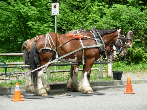Horse-Drawn Tour of Stanley Park, Vancouver, BC, Canada
