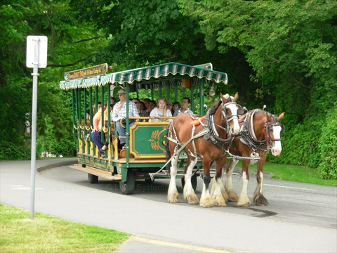 Traditional Horse-drawn Carriage Tour traveling along the paved driving loops
