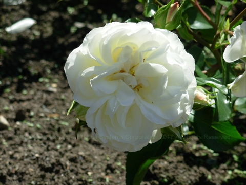 Rose Garden in Stanley Park, Vancouver, BC, Canada