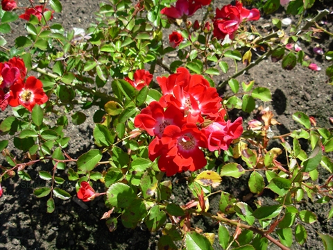 Rose Garden in Stanley Park, Vancouver, BC, Canada