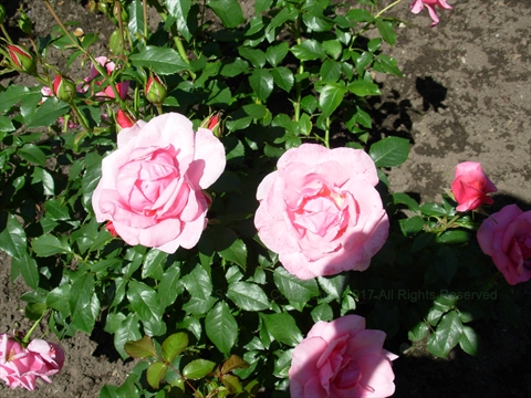 Rose Garden in Stanley Park, Vancouver, BC, Canada