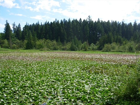 Beaver Lake in Stanley Park, Vancouver, BC, Canada