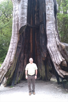 Hollow Tree in Stanley Park, Vancouver, BC, Canada