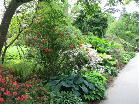 Ted and Mary Greig Rhododendron Garden in Stanley Park, Vancouver, BC, Canada