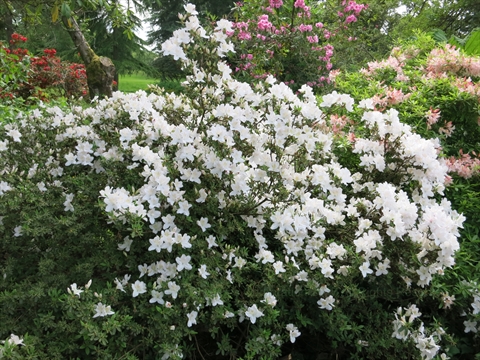 Ted and Mary Greig Rhododendron Garden in Stanley Park, Vancouver, BC, Canada