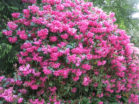 Ted and Mary Greig Rhododendron Garden in Stanley Park, Vancouver, BC, Canada