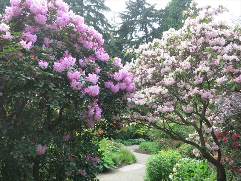 Ted and Mary Greig Rhododendron Garden in Stanley Park, Vancouver, BC, Canada