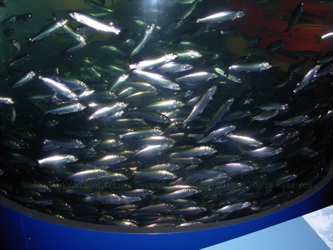 Vancouver Aquarium in Stanley Park, Vancouver, BC, Canada