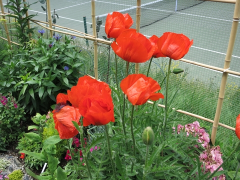 Stanley Park Community Garden, Vancouver, BC, Canada