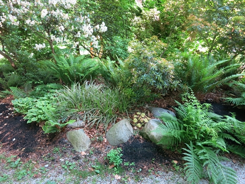 Rock Garden in Stanley Park, Vancouver, BC, Canada