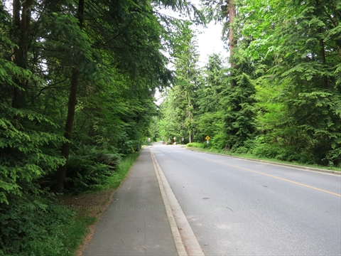Pipeline Road cutting through the dense coastal forest canopy of Stanley Park