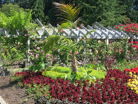 Rose Garden in Stanley Park, Vancouver, BC, Canada
