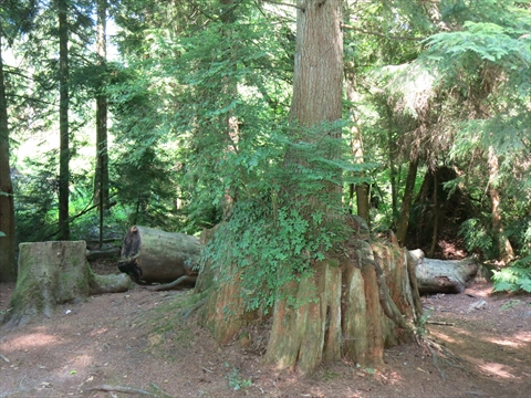 Clearing near Two Spirits art work in Stanley Park, Vancouver, BC, Canada