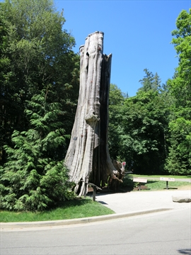 Hollow Tree in Stanley Park, Vancouver, BC, Canada