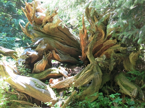 remains of National Geographic Tree in Stanley Park, Vancouver, BC, Canada