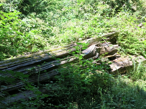 remains of National Geographic Tree in Stanley Park, Vancouver, BC, Canada