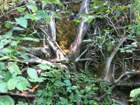 Birth Ephemeral Art in Stanley Park, Vancouver, BC, Canada