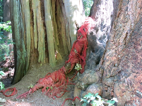 Entwined Environmental Art in Stanley Park, Vancouver, BC, Canada