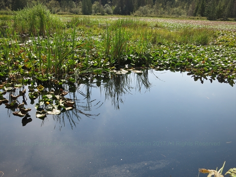 Beaver Lake in Stanley Park, Vancouver, BC, Canada