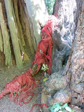 Entwined Environmental Art in Stanley Park, Vancouver, BC, Canada