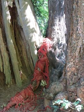 Entwined Environmental Art in Stanley Park, Vancouver, BC, Canada