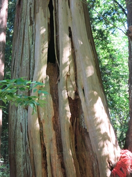 Entwined Environmental Art in Stanley Park, Vancouver, BC, Canada