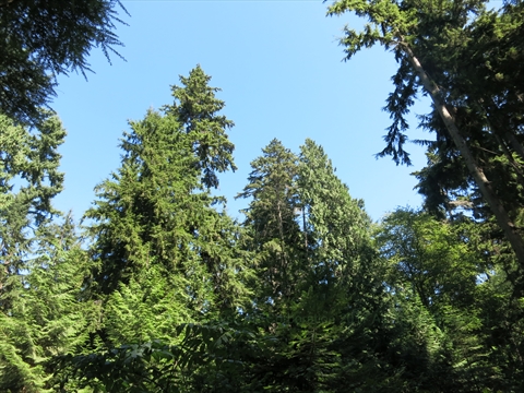 Vast ancient cedar and Douglas fir trees stretching high into the forest canopy sky