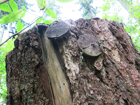 Cozy environmental art work in Stanley Park, Vancouver, BC, Canada