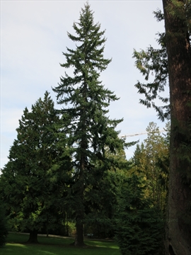 Junior Forest Wardens Tree in Stanley Park, Vancouver, BC, Canada