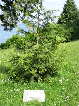 125 Anniversary Tree in Stanley Park, Vancouver, BC, Canada