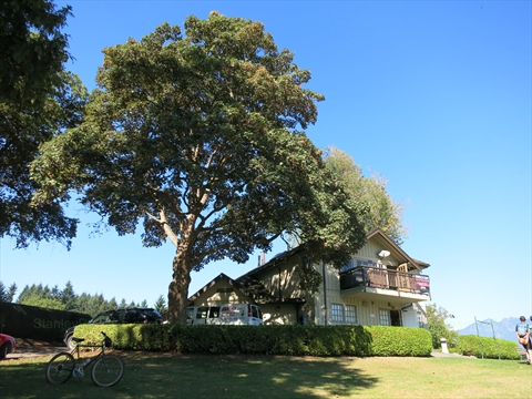 King Edward VII Oak Tree in Stanley Park, Vancouver, BC, Canada