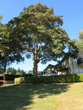 King Edward VII tree in Stanley Park, Vancouver, BC, Canada