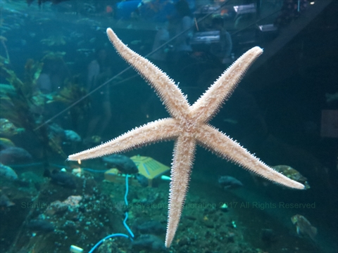 Vancouver Aquarium in Stanley Park, Vancouver, BC, Canada