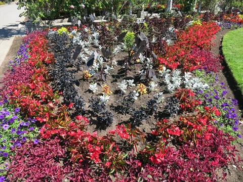 Flowers and Plants in Rose Garden in Stanley Park, Vancouver, BC, Canada