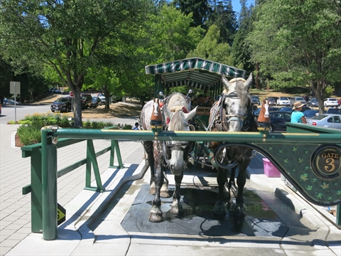 Horse-Drawn Tour of Stanley Park, Vancouver, BC, Canada