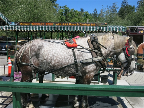 Horse-Drawn Tour of Stanley Park, Vancouver, BC, Canada