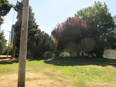 Off-Leash Dog area in Stanley Park, Vancouver, BC, Canada