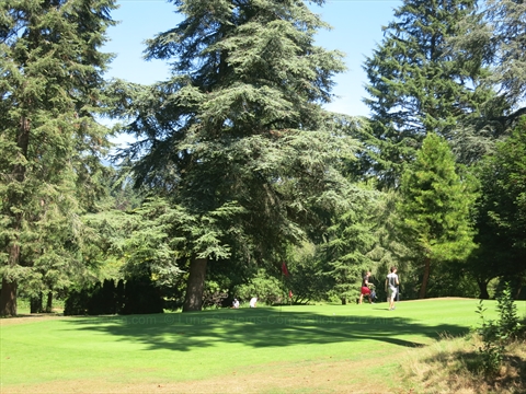 Lush greens of the Stanley Park Pitch and Putt Golf Course in Vancouver, BC