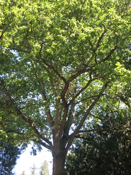 Shakespeare Tercentenary Tree in Stanley Park, Vancouver, BC, Canada