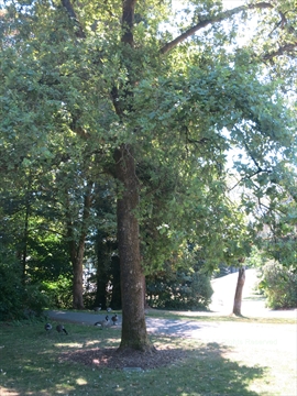 Comedy Tree in Stanley Park, Vancouver, BC, Canada