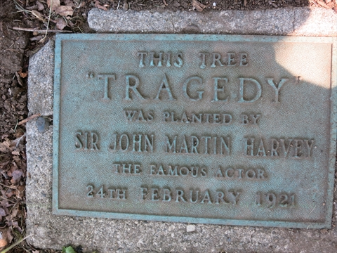 Tragedy Tree plaque in Stanley Park, Vancouver, BC, Canada