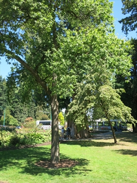 Tragedy Tree in Stanley Park, Vancouver, BC, Canada