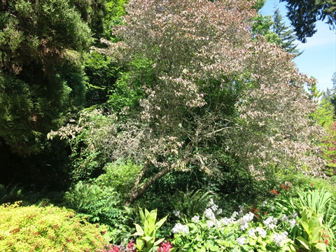 Rotary International Tree in Stanley Park, Vancouver, BC, Canada