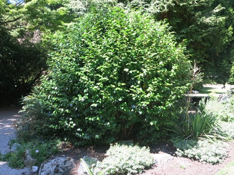 Francis Willard Bush in Stanley Park, Vancouver, BC, Canada
