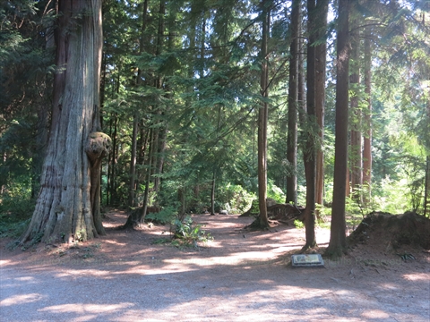 The Seven Sisters in Stanley Park, Vancouver, BC, Canada