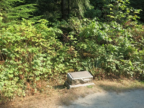 New Seven Sisters Trees in Stanley Park, Vancouver, BC, Canada
