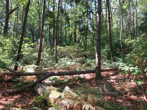 Pioneers Cemetery in Stanley Park, Vancouver, BC, Canada