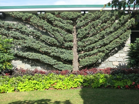 Vancouver Parks Board Office tree