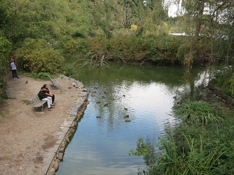 Duck Pond in Stanley Park, Vancouver, BC, Canada